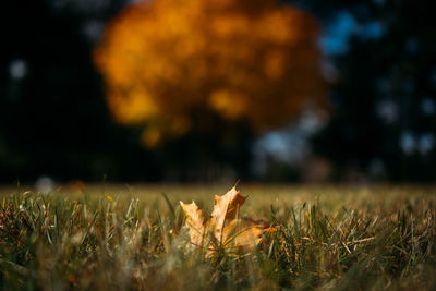 Single yellow maple leaf on ground peaking out of grass.