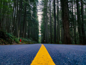 Surface level of road amidst trees in forest