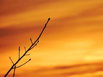 Close-up of plant against sky