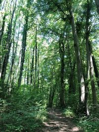 Trees growing in forest