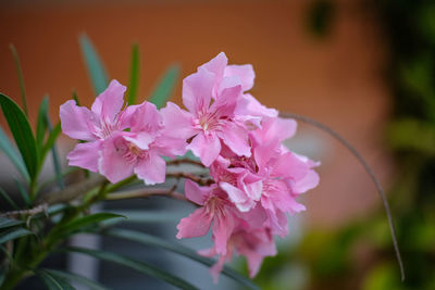 Close-up of pink flowering plant
