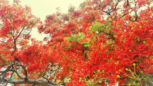 Low angle view of red flowering tree