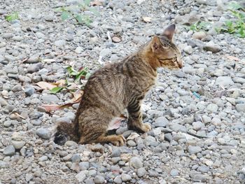 High angle view of a cat