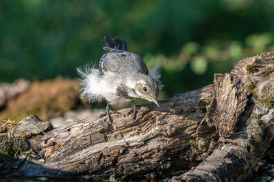 Close-up of bird perching on wood