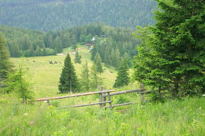 Scenic view of pine trees in forest