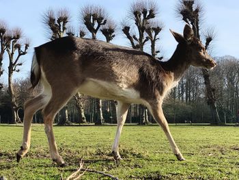 Deer standing in a field