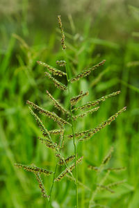 Close-up of plant on field