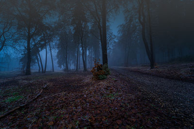 Trees in forest during foggy weather