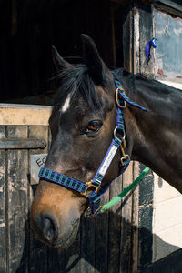 Close-up of horse in stable