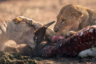 Close-up of lioness