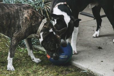 Close-up of dogs playing with a ball