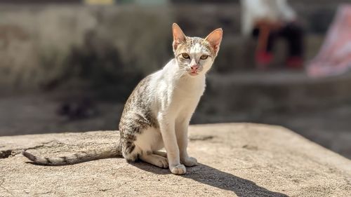 Portrait of cat sitting outdoors