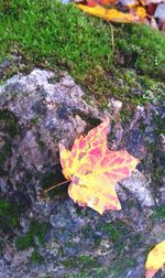 Close-up of dry leaf on ground