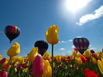 Low angle view of yellow flowering plants against sky