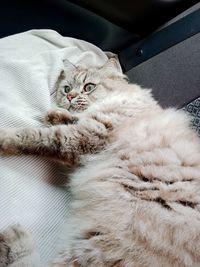 High angle view of a maine coon cat in the car