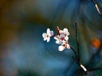 Close-up of cherry blossoms in spring