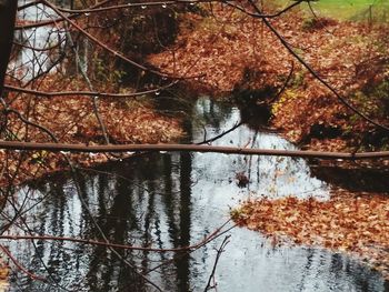 Reflection of trees in water