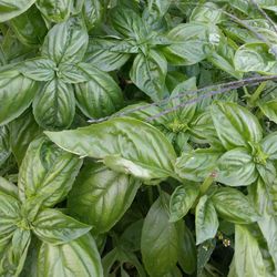 Full frame shot of green leaves