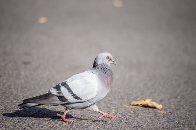 Close-up of bird perching on ground