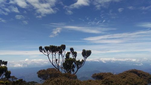 High section of trees against cloudy sky