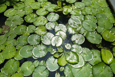 High angle view of lily pads on pond