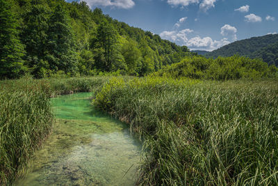 Plants growing on land