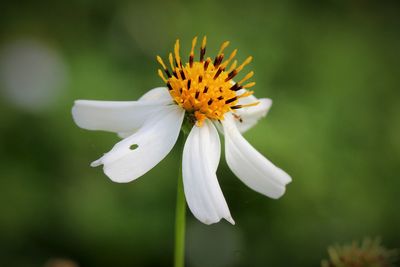 Close-up of white flower