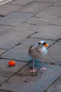 High angle view of bird perching on footpath