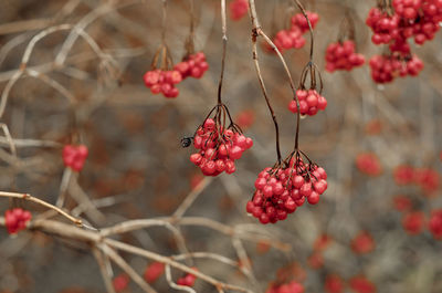 Red rowan on a gray background. winter berries on a branch. favorite delicacy of birds. macro 