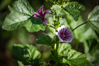 Close-up of purple flowering plant