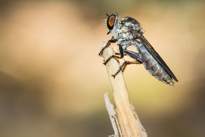 Close-up of insect