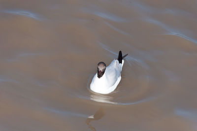 Bird in water