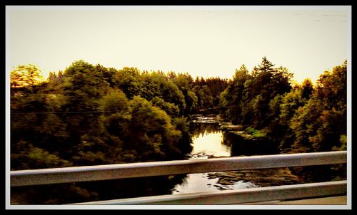 Reflection of trees in river