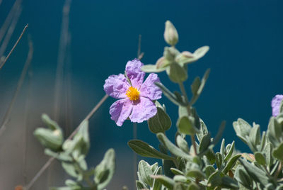 Close-up of purple flowers blooming outdoors