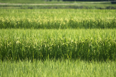 Close-up of wheat field