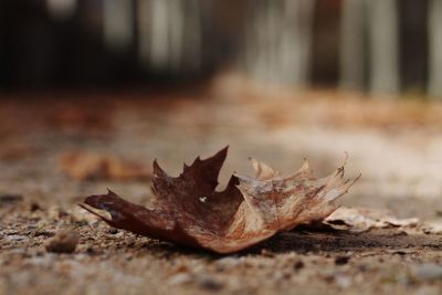 Close-up of fallen maple leaf