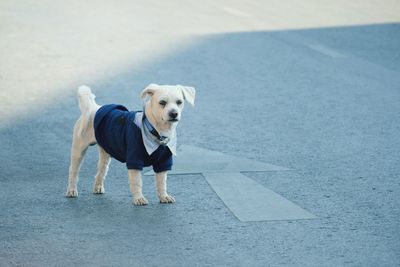 Dog standing on road