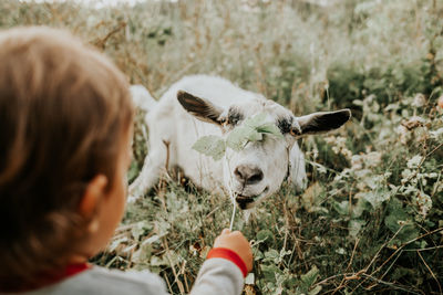 Cute girl feeding plant to goat