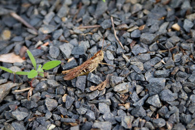 High angle view of insect on rock