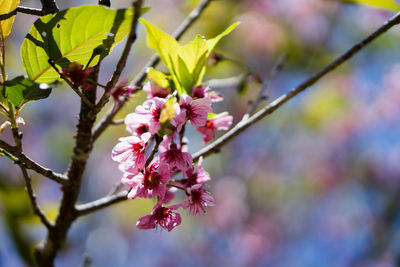 Close-up of pink cherry blossoms in spring