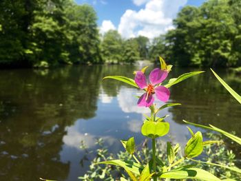 Close-up of pink lotus water lily in pond