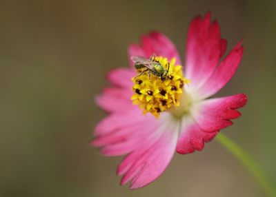 Close-up of pink flower