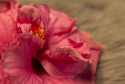 Close-up of pink rose flower