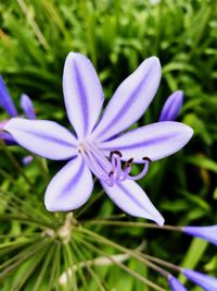 Close-up of purple flower blooming outdoors