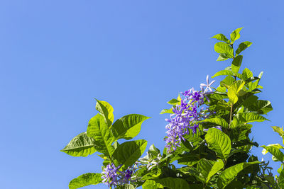 Low angle view of flowering plant against blue sky