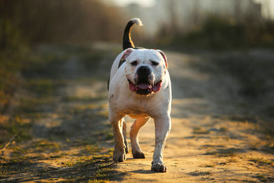 Portrait of dog standing on land