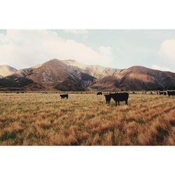 Cow grazing on field