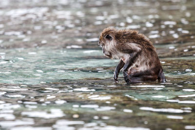 Monkey in a lake