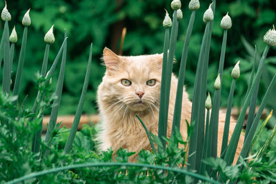 Portrait of cat on field