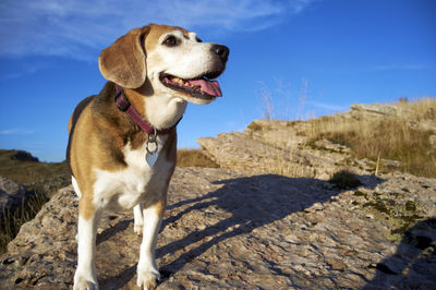 Old beagle dog sitting on the rocks in mountain peak, sniff out wild animals